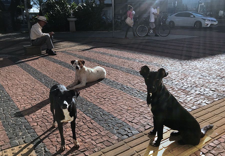 Arlindo Araújo questiona recebimento de verbas para animais de rua