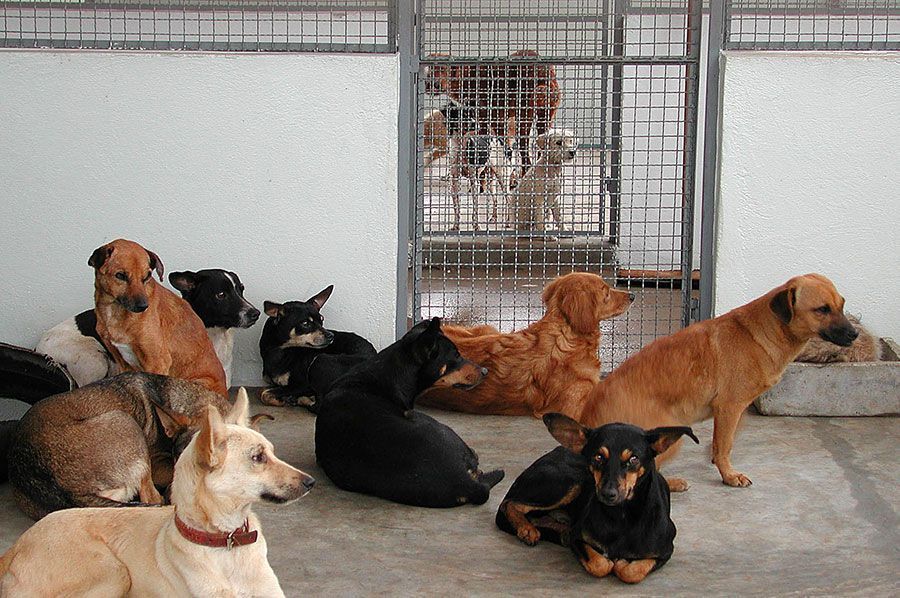 Plenário aprova proposta que cria santuário para animais