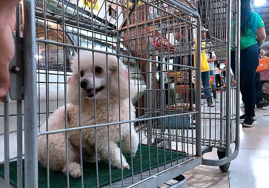 Plenário aprova regulamentação de espaços “Pet Friendly”