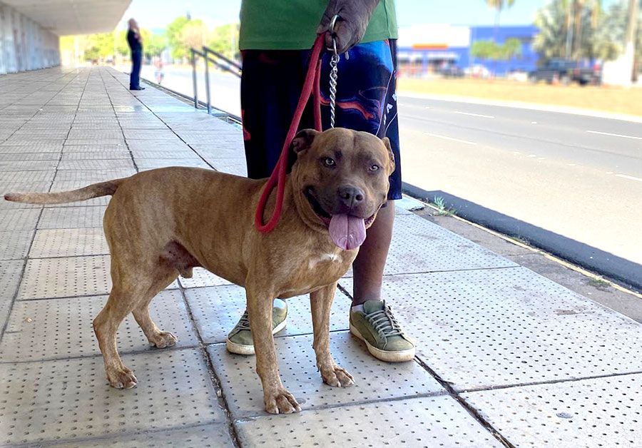 Projeto prevê obrigações para a criação de cães de raças consideradas perigosas Projeto prevê obrigações para a criação de cães de raças consideradas perigosas