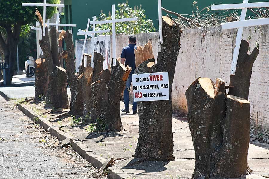 Requerimentos aprovados tratam de arborização urbana